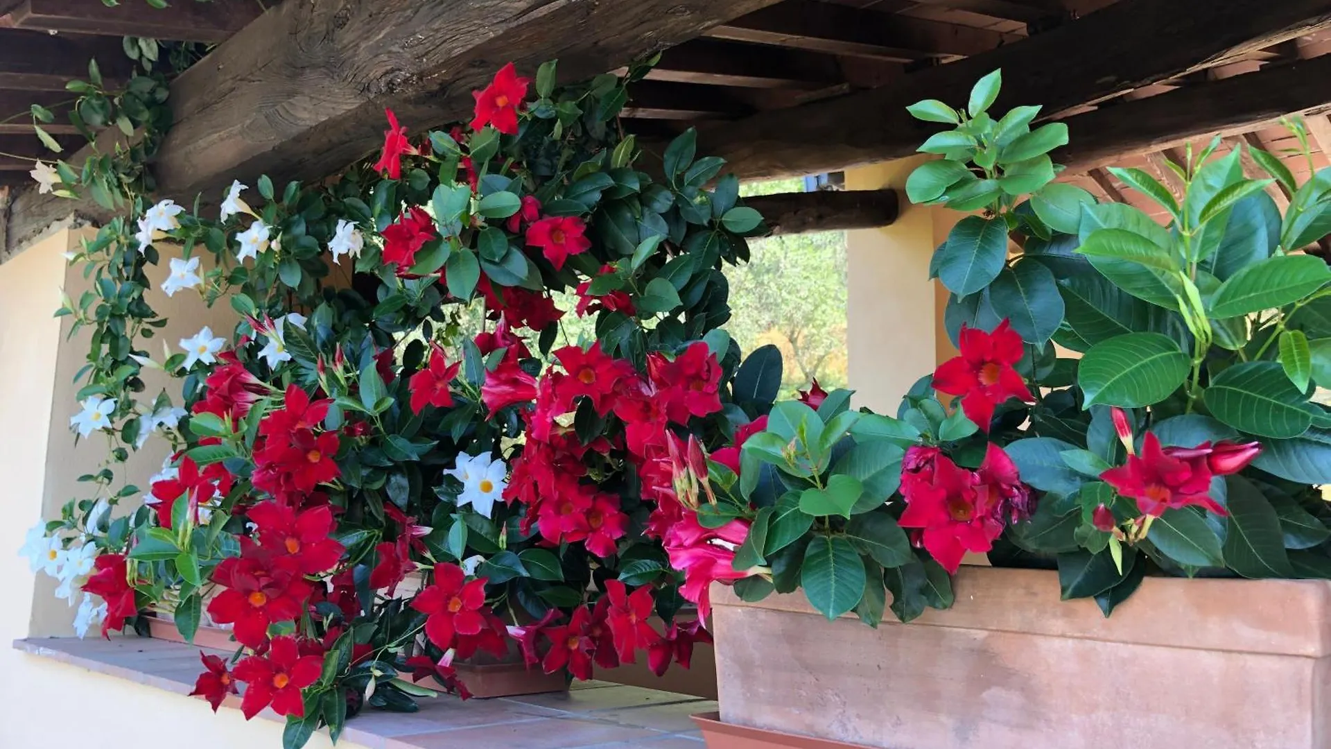 Villa Casa Cielo Pescia Casa vacanze